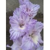 Луковица гладиолуса Голубая Метель: фото и описание