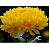 Саженец крупноцветковой хризантемы Мираж (Желтая ): фото и описание