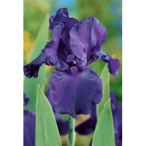 Ирис Найт Оул