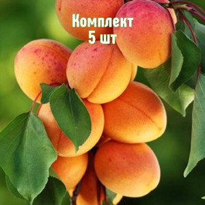 Комплект 5шт / Абрикос Рекламный