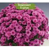 Саженцы хризантемы мультифлора Розанна (Rosanna) (Сиреневая ) -  5 шт.: фото и описание
