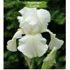 Саженцы ириса Бьянка (Bianca) -  5 шт.: фото и описание