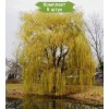 Сеянцы ивы плакучей Желтая -  5 шт.: фото и описание