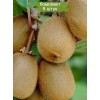 Саженцы киви Матуа (Matua) -  5 шт.: фото и описание