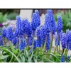 Луковицы Мускари армянского (Арменикум) - 5 шт.: фото и описание