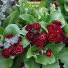 Саженцы примулы ушковая Кримсон Глоу (Crimson Glow) -  5 шт.: фото и описание