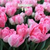 Луковицы Тюльпана Фокстрот (Foxtrot) - 5 шт.: фото и описание