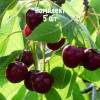 Саженцы Вишни Краснодарская сладкая - 5 шт.: фото и описание